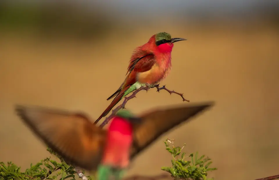 Namibia_Katima_Zambezi_117.jpg