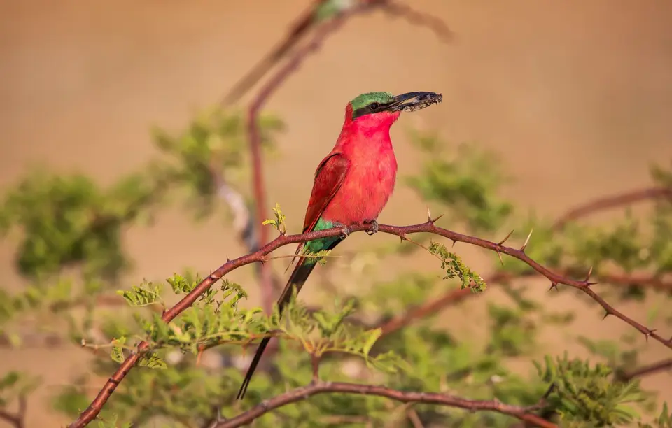 Namibia_Katima_Zambezi_118.jpg