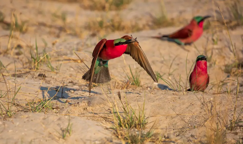 Namibia_Katima_Zambezi_119.jpg