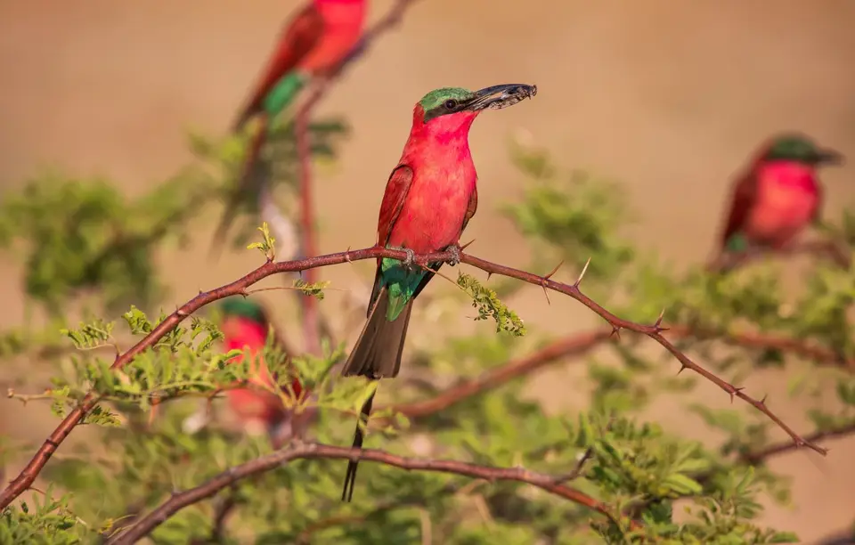 Namibia_Katima_Zambezi_120.jpg