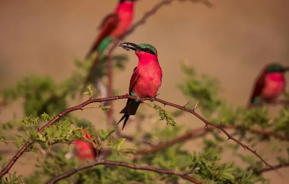 Namibia_Katima_Zambezi_121.jpg