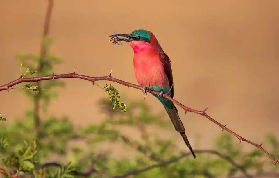 Namibia_Katima_Zambezi_126.jpg