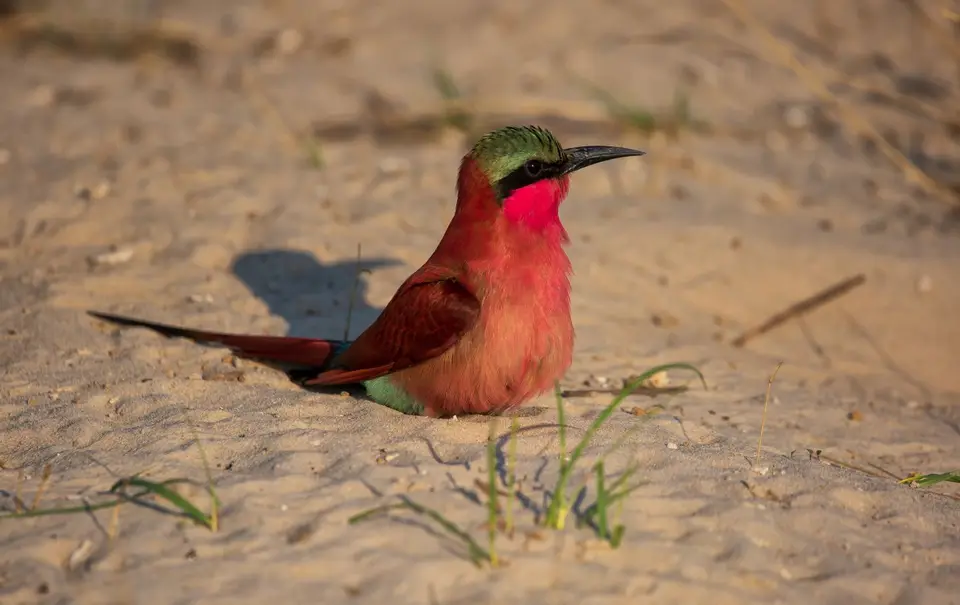Namibia_Katima_Zambezi_127.jpg