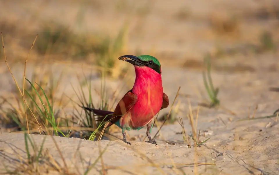 Namibia_Katima_Zambezi_130.jpg
