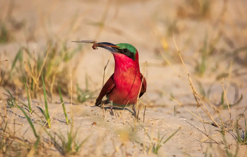 Namibia_Katima_Zambezi_131.jpg