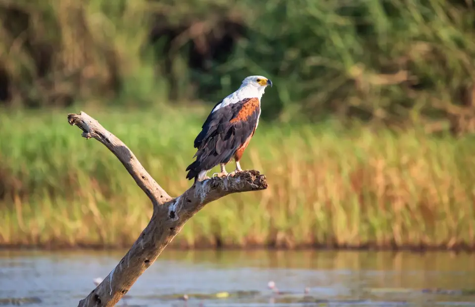 Namibia_Katima_Zambezi_143.jpg