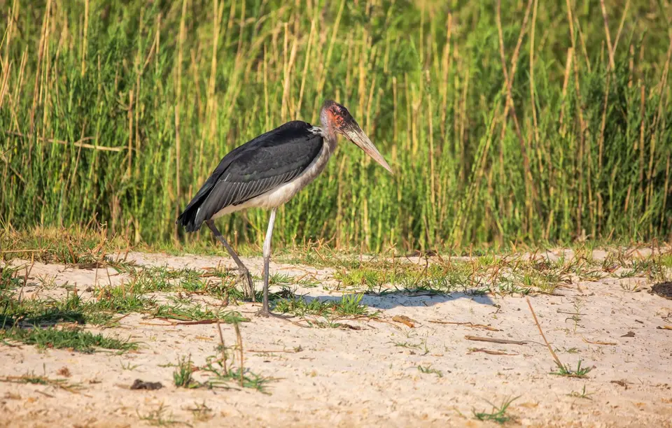 Namibia_Katima_Zambezi_145.jpg