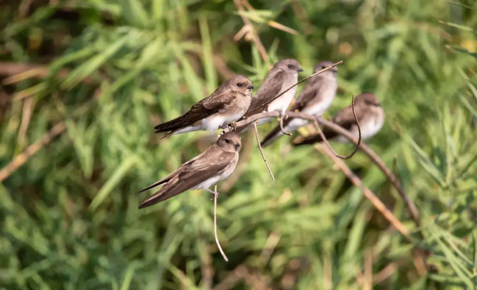 Namibia_Katima_Zambezi_148.jpg