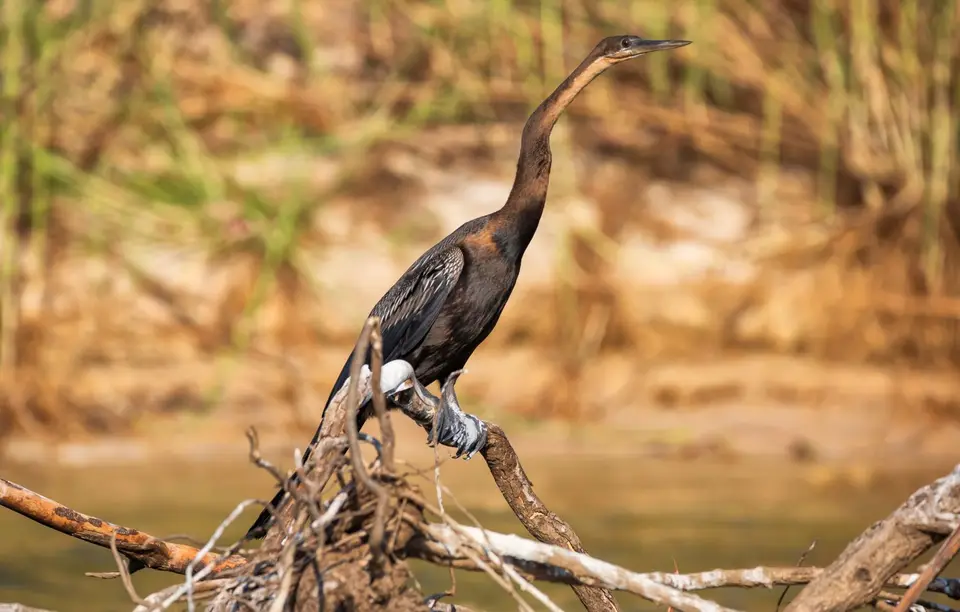 Namibia_Katima_Zambezi_151.jpg