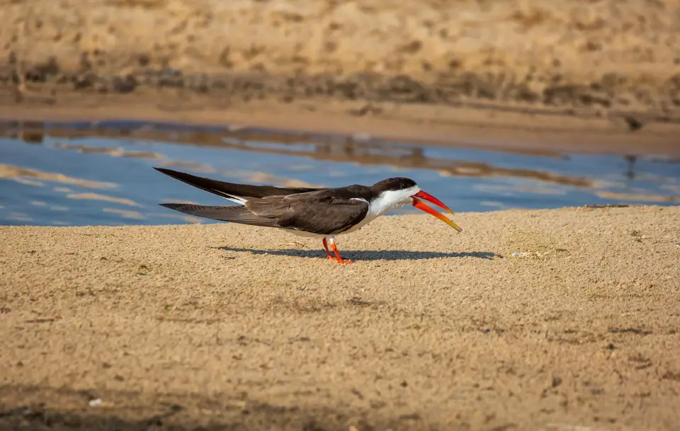 Namibia_Katima_Zambezi_156.jpg