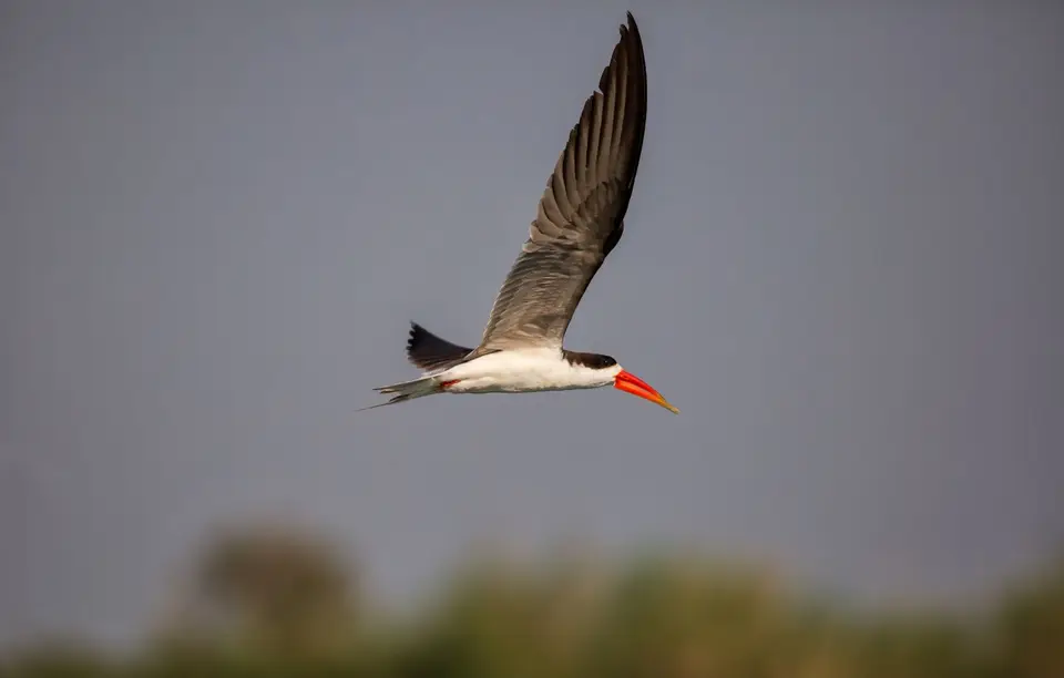 Namibia_Katima_Zambezi_162.jpg