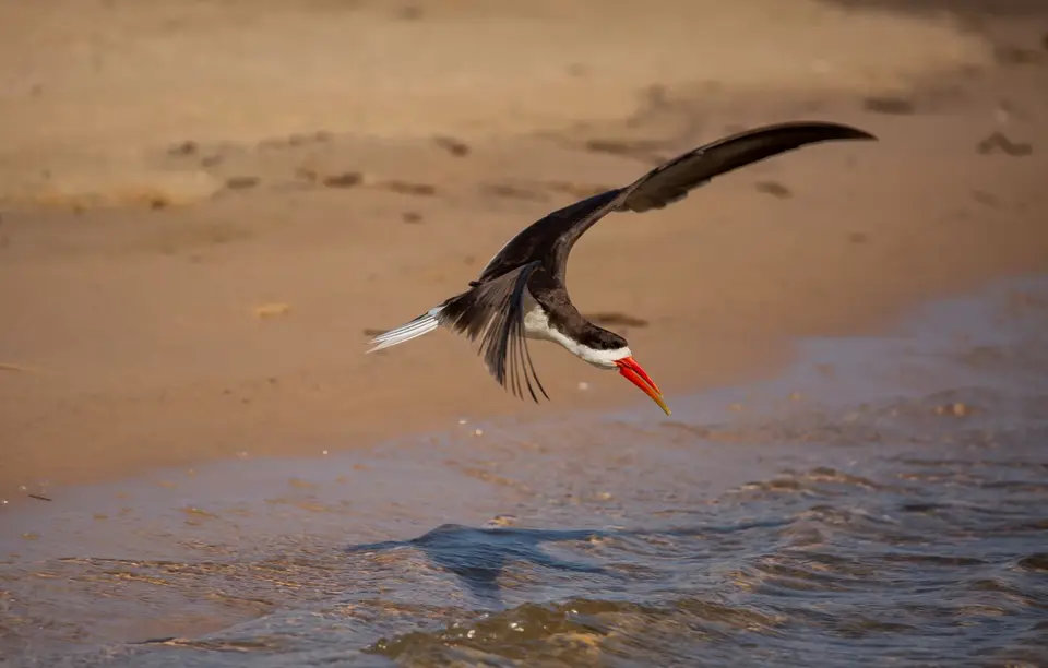 Namibia_Katima_Zambezi_163.jpg