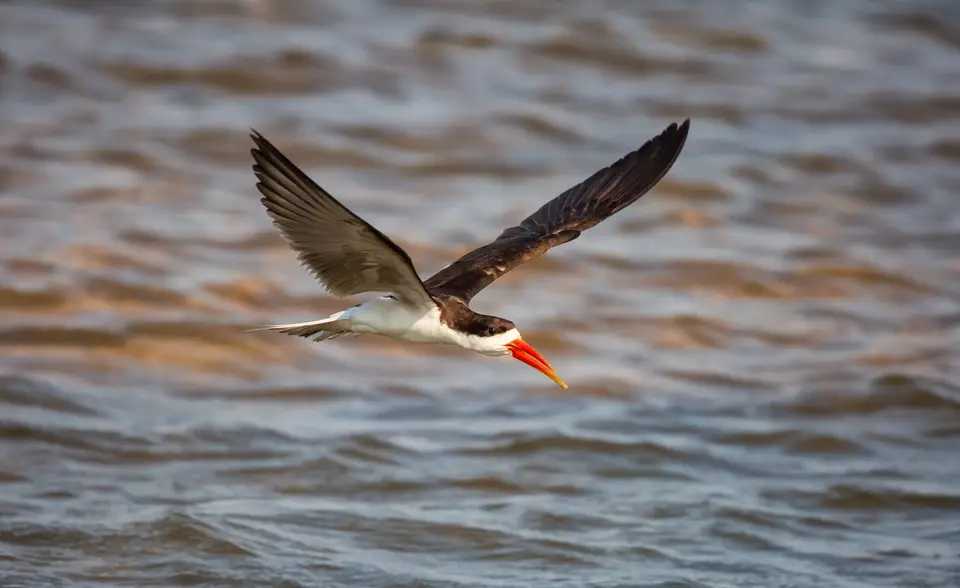 Namibia_Katima_Zambezi_164.jpg