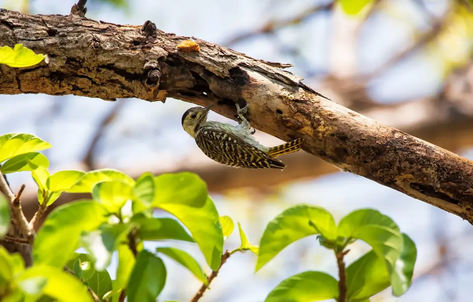 Namibia_Katima_Zambezi_181.jpg