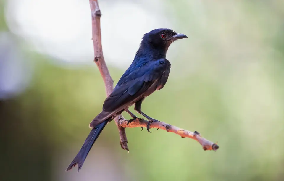 Namibia_Katima_Zambezi_184.jpg