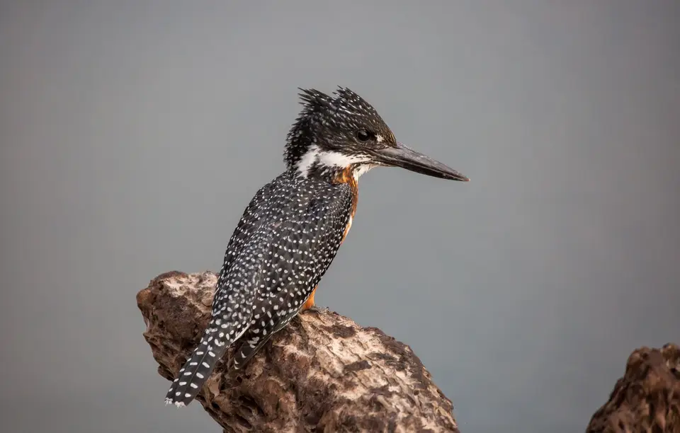 Namibia_Katima_Zambezi_198.jpg