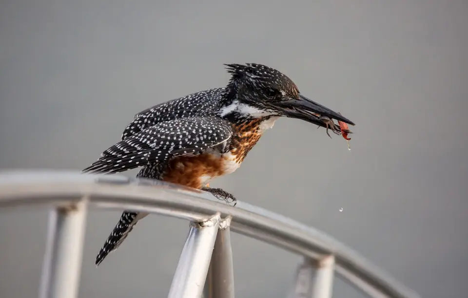 Namibia_Katima_Zambezi_200.jpg