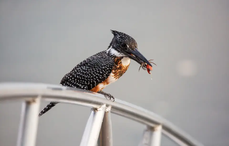 Namibia_Katima_Zambezi_201.jpg