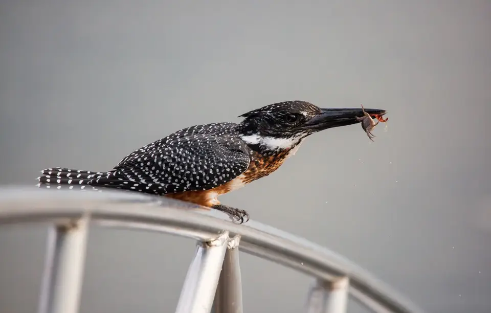 Namibia_Katima_Zambezi_203.jpg