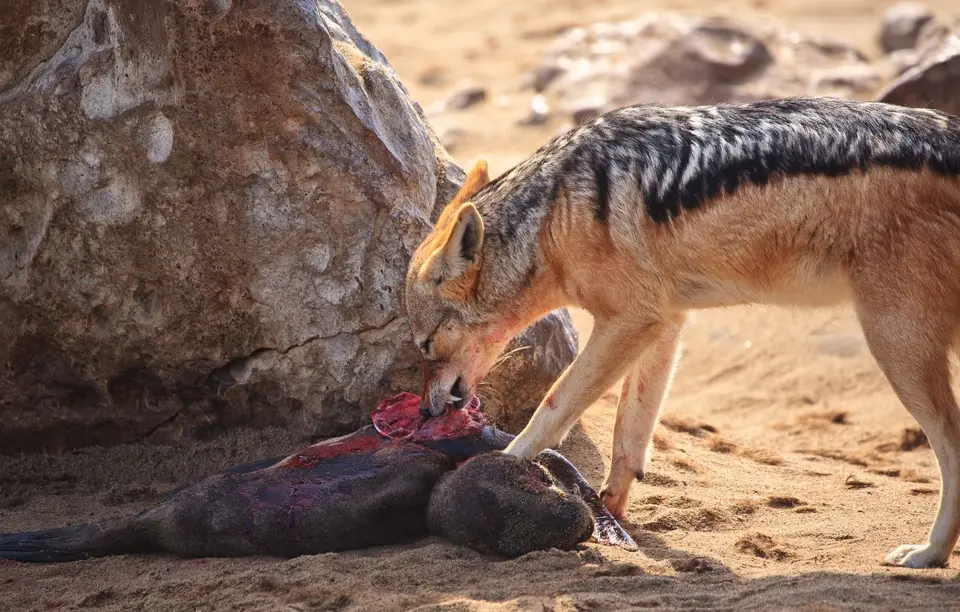 Namibia_Kreuzkapp_034.jpg