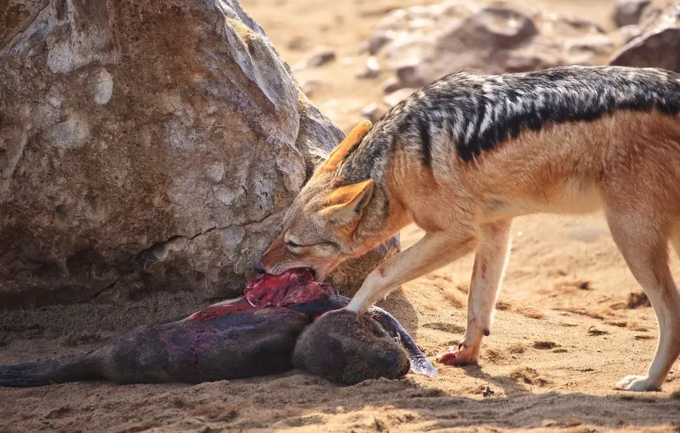 Namibia_Kreuzkapp_035.jpg