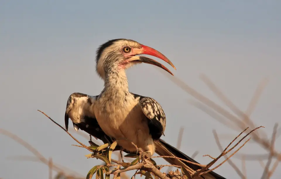 Namibia_Mahango_003.jpg