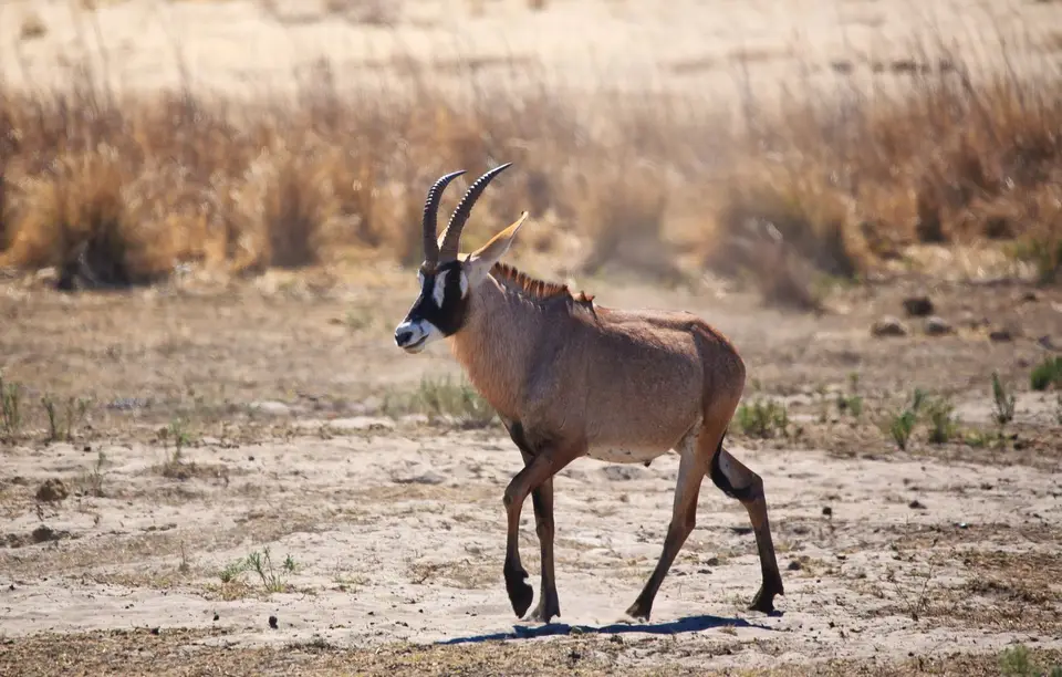 Namibia_Mahango_010.jpg