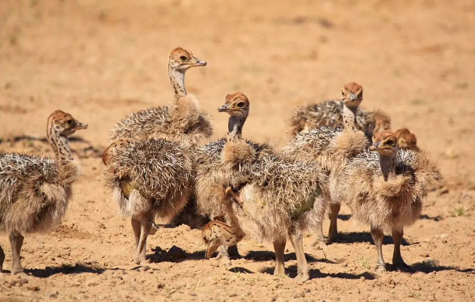 Namibia_Mahango_011.jpg