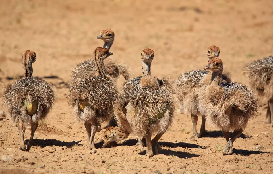 Namibia_Mahango_012.jpg