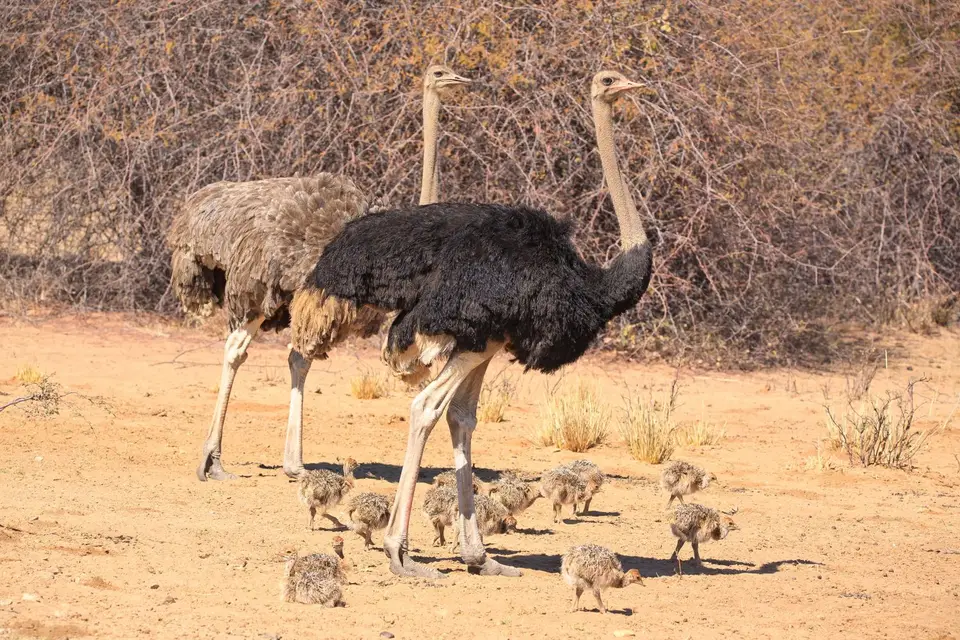 Namibia_Mahango_014.jpg