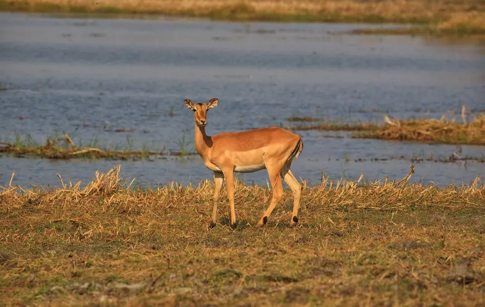 Namibia_Mahango_025.jpg