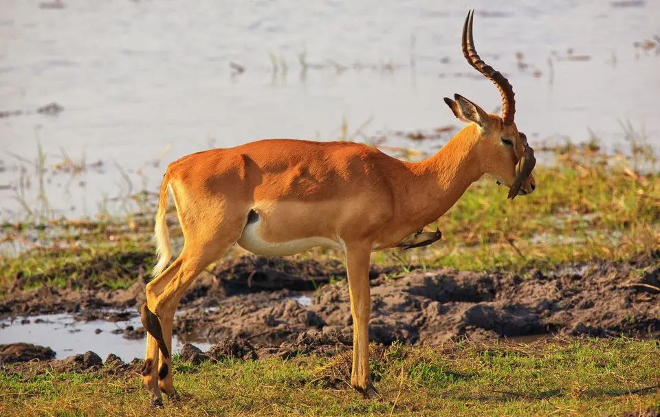 Namibia_Mahango_026.jpg