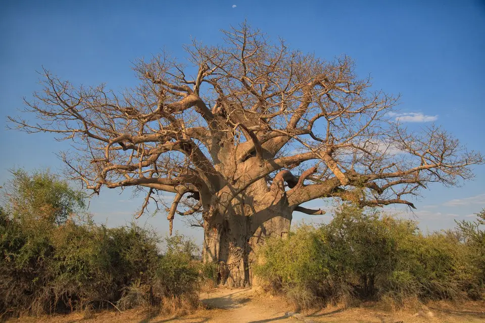 Namibia_Mahango_028.jpg