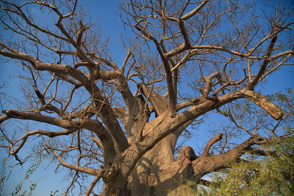 Namibia_Mahango_029.jpg