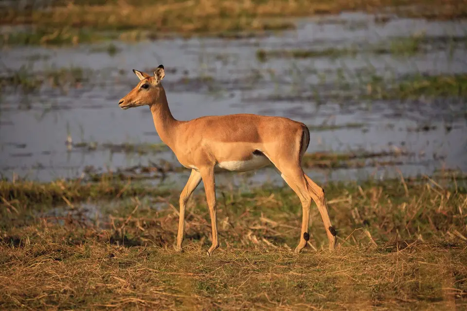 Namibia_Mahango_030.jpg