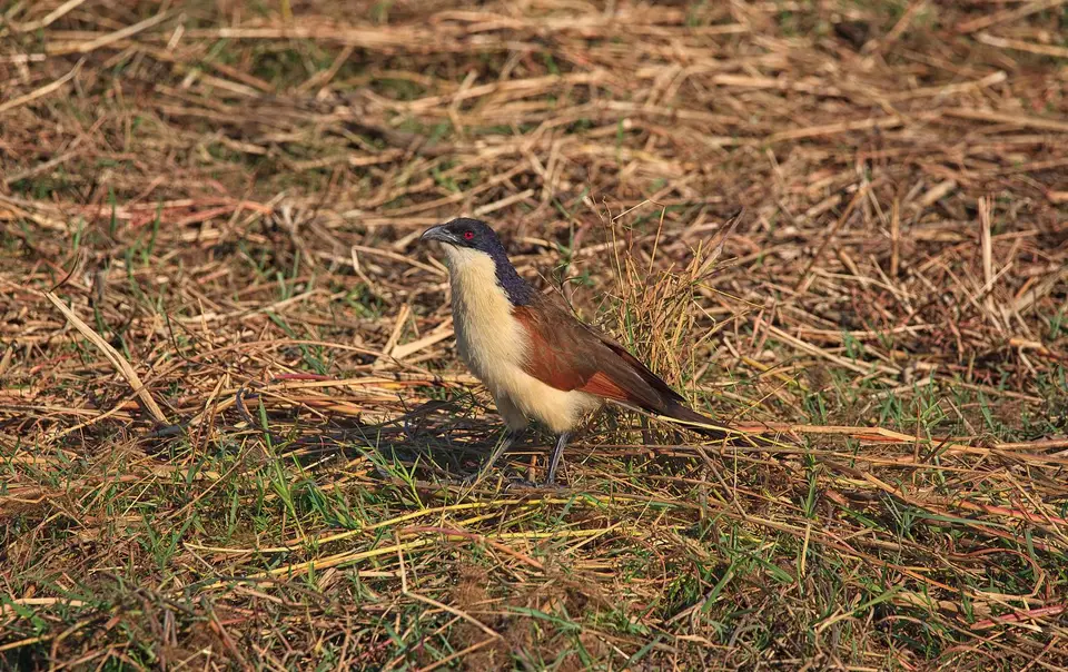 Namibia_Mahango_045.jpg