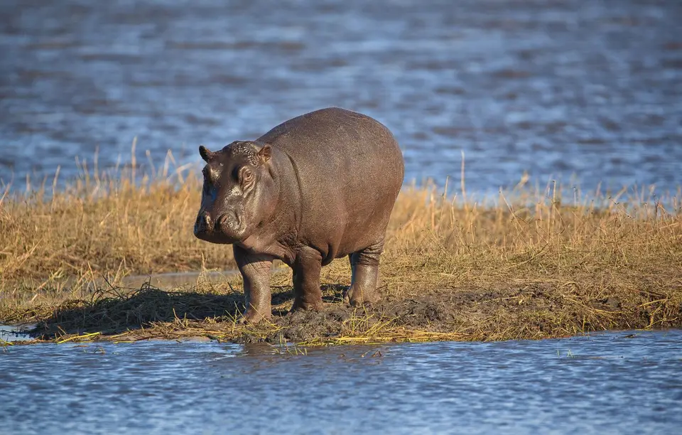 Namibia_Mahango_050.jpg