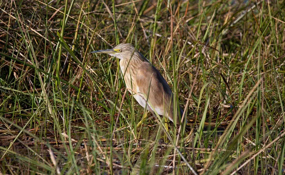 Namibia_Mahango_076.jpg