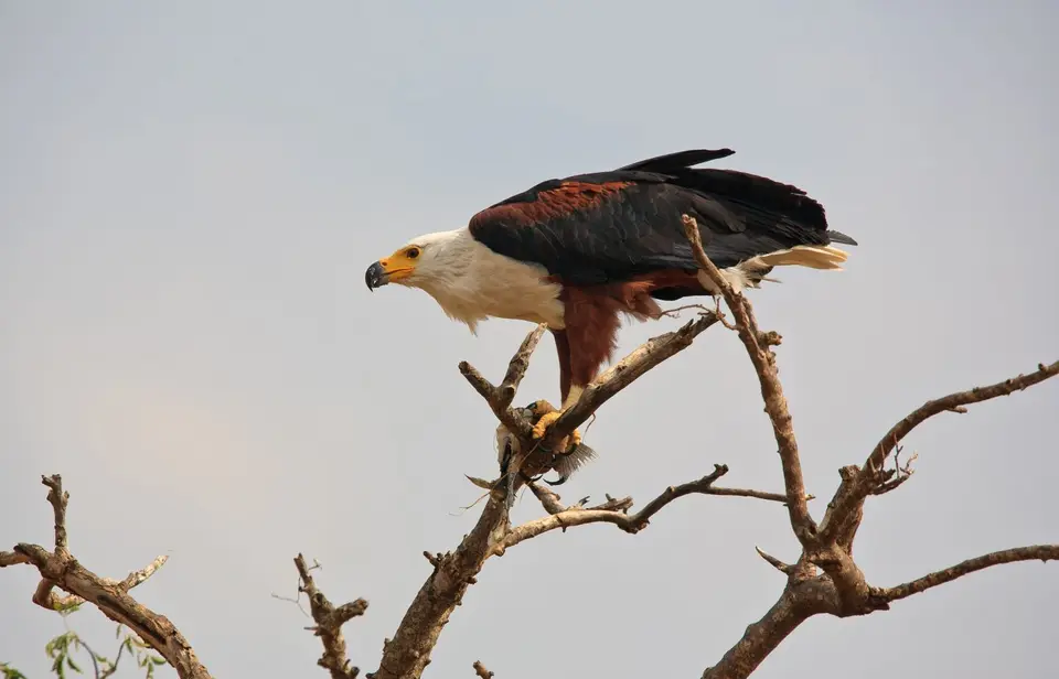 Namibia_Mahango_081.jpg