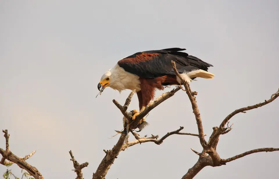 Namibia_Mahango_082.jpg