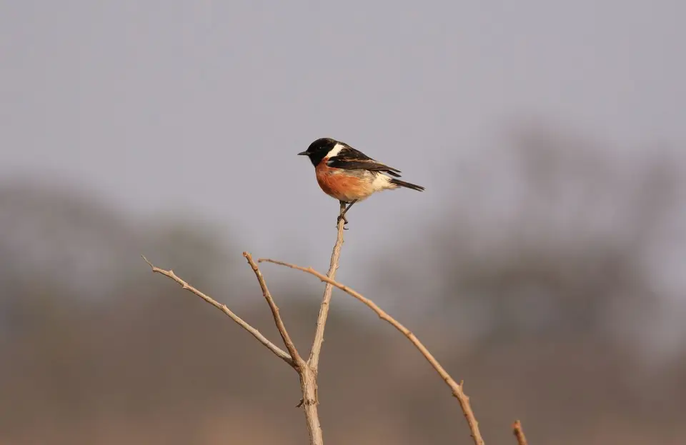 Namibia_Okavango_050.jpg