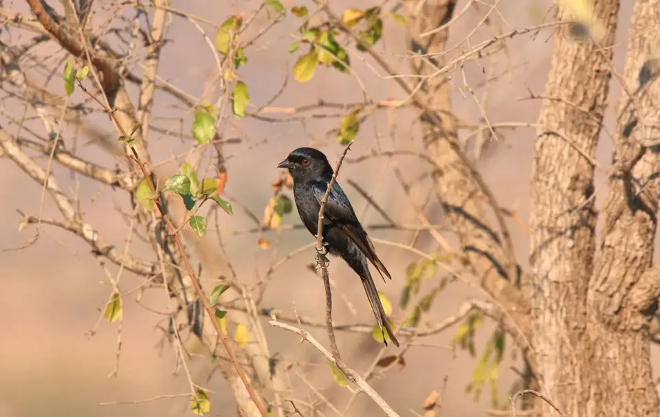 Namibia_Okavango_051.jpg