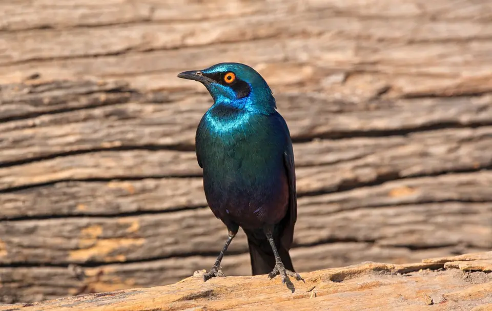 Namibia_Okavango_083.jpg