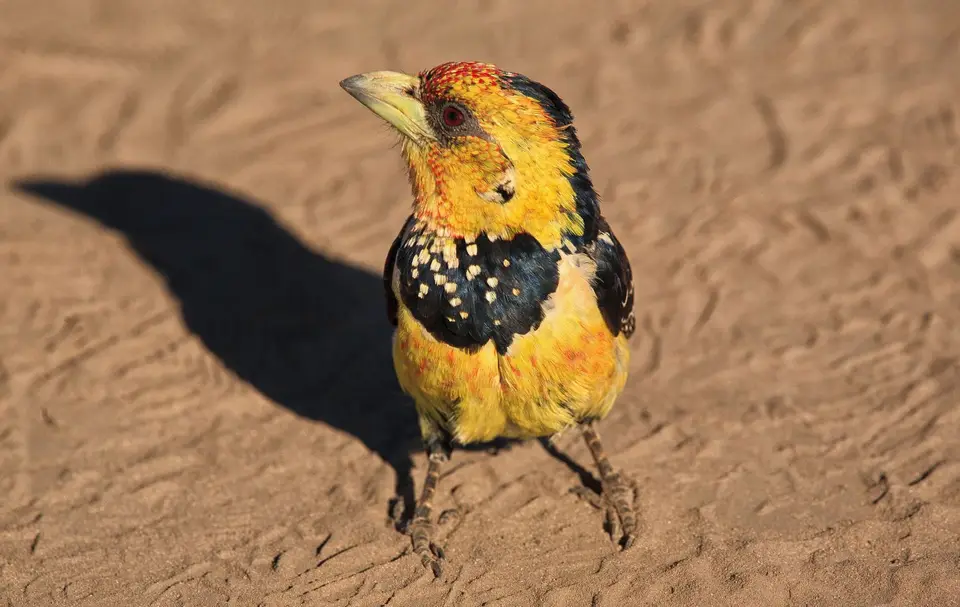 Namibia_Okavango_088.jpg