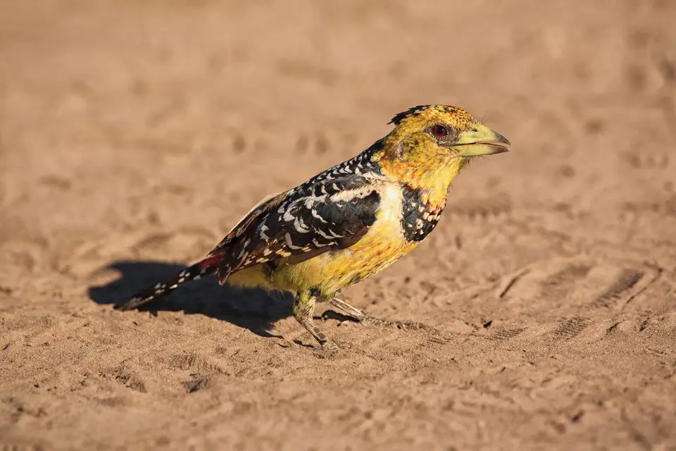 Namibia_Okavango_090.jpg