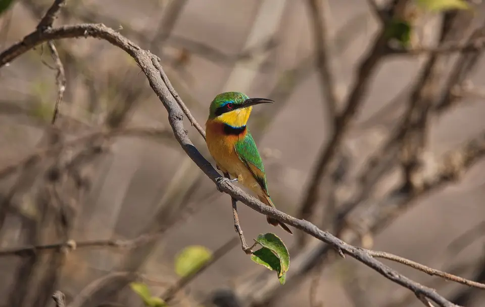 Namibia_Okavango_094.jpg