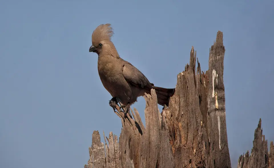 Namibia_Okavango_098.jpg