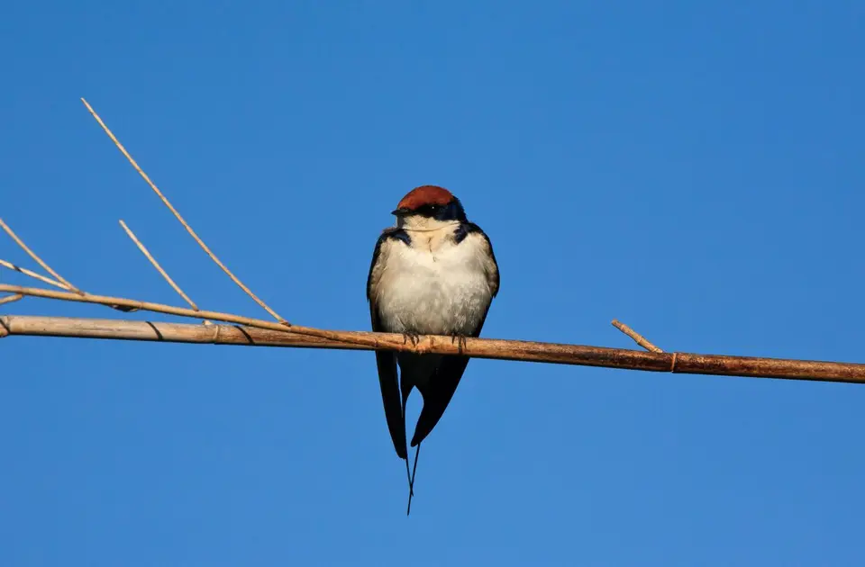 Namibia_Okavango_102.jpg
