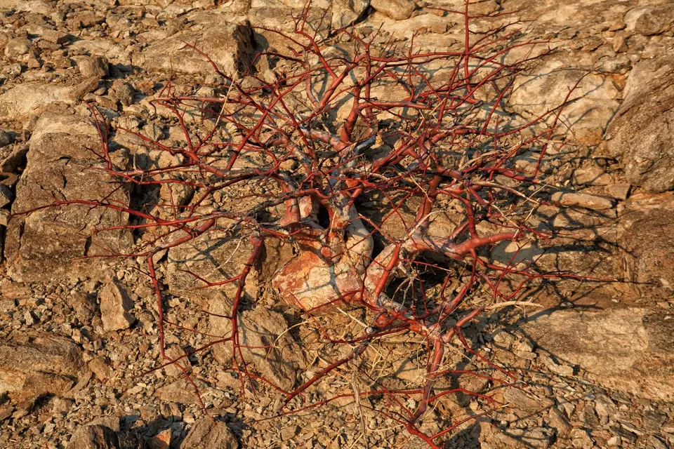 Namibia_Purros_15.jpg