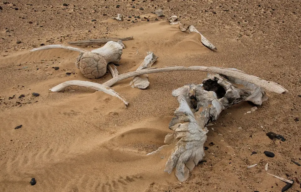 Namibia_Skelettküste_066.jpg